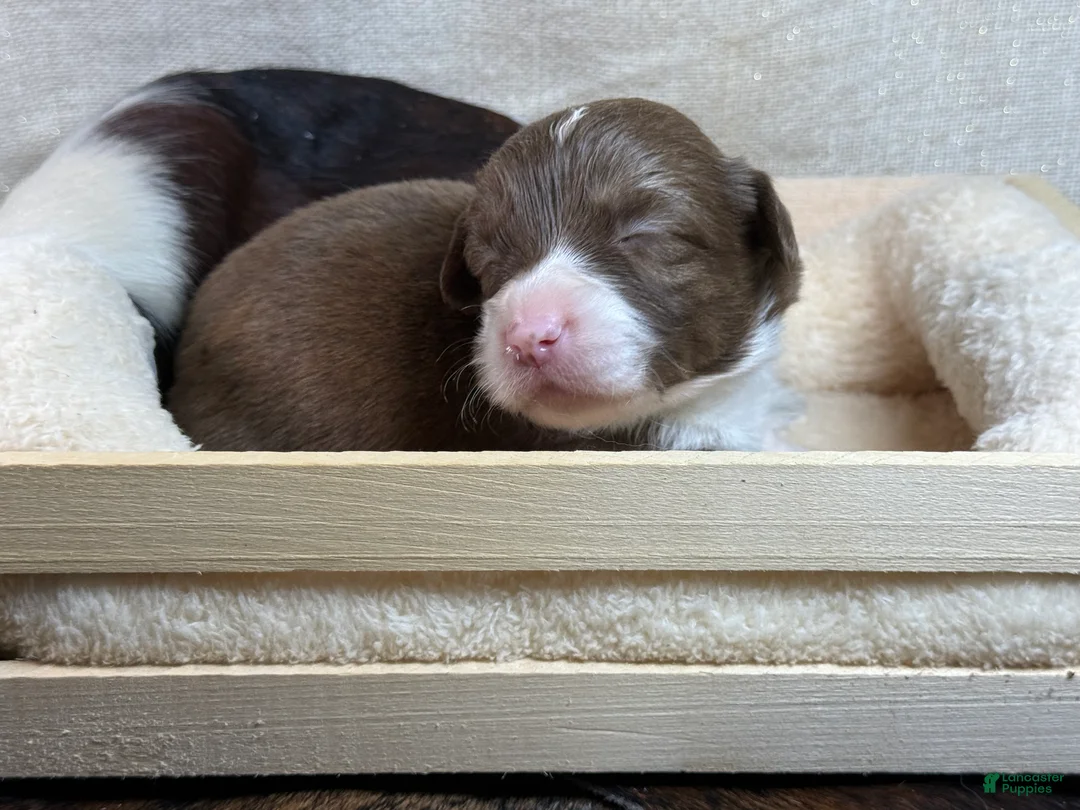 Mixed Breed dogs for sale: COCO - Ad 1