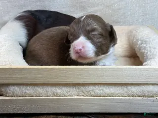 Mixed Breed dogs COCO - Ad 21