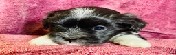 Havanese dogs for sale: Oreo - Ad 4