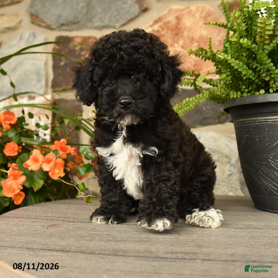 Miniature Poodle dogs Kriestolf - Ad 1