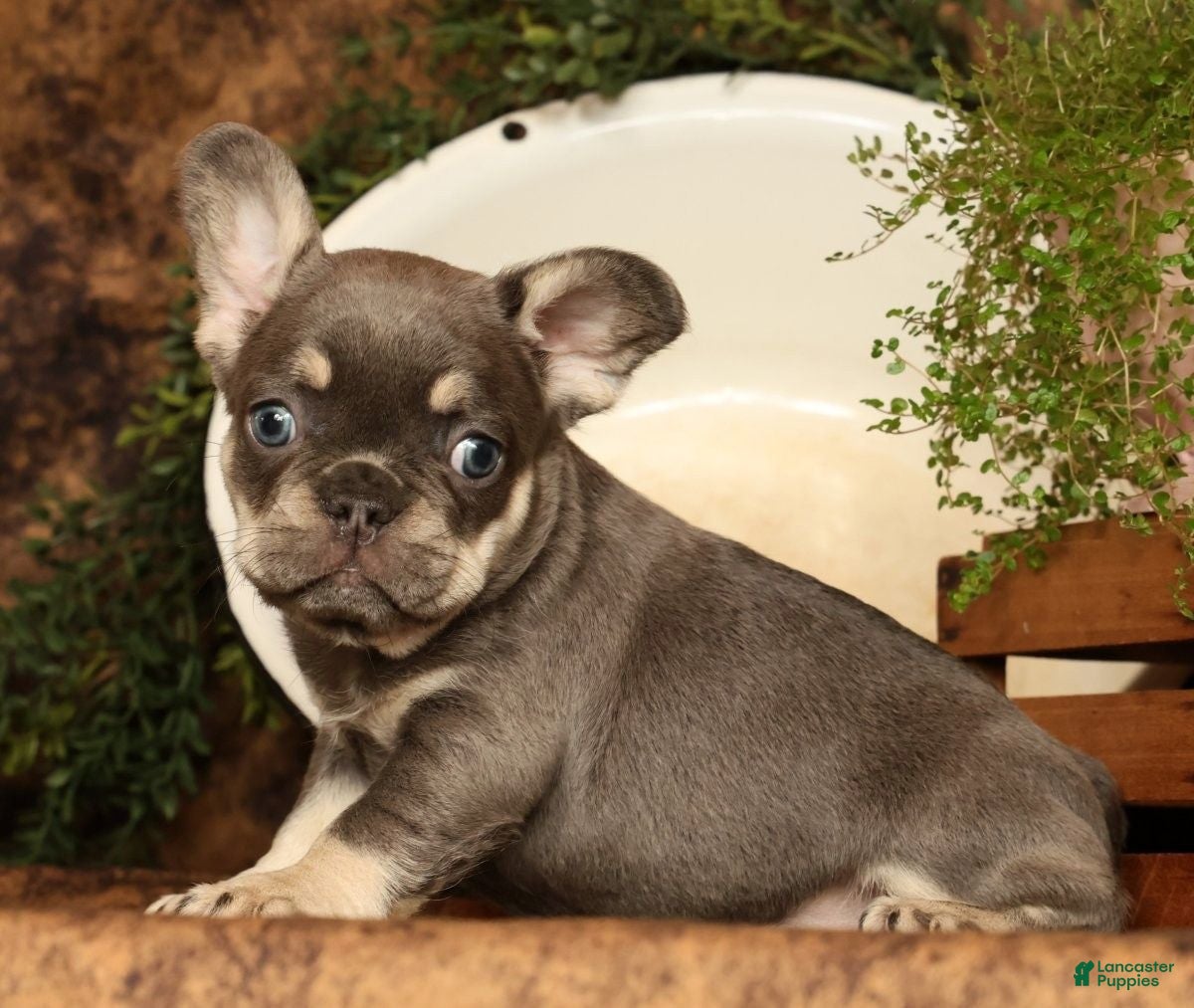 French Bulldog dogs for sale: Leo - Ad 23