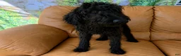 Labradoodle dogs for sale: Theo - Ad 3