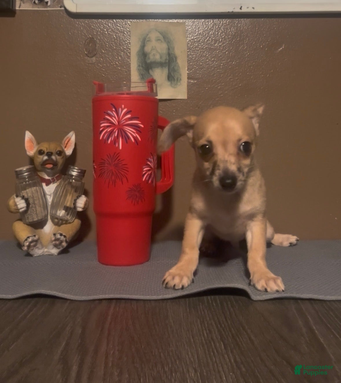 Chiweenie dogs Hairy Paw-ter - Ad 1