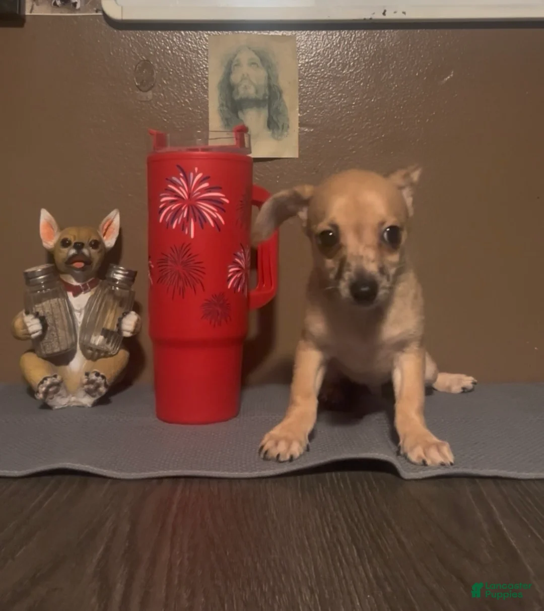 Chiweenie dogs for sale: Hairy Paw-ter - Ad 1