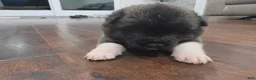 Akita dogs for sale: Gouda - Ad 3