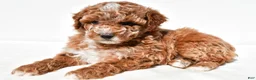 Miniature Poodle dogs for sale: Sadie - Ad 6