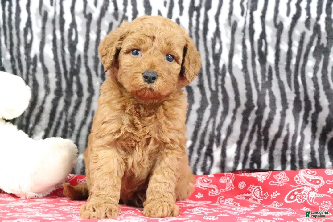 Mini Goldendoodle dogs for sale: Bandit - Ad 7