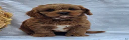 Cavapoo dogs for sale: Rosco - Ad 3