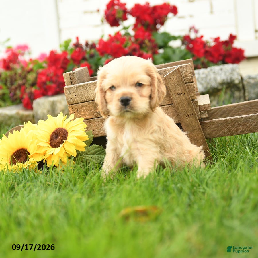 English Cocker Spaniel dogs Wilfred - Ad 1