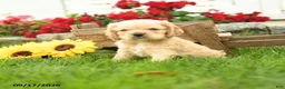 English Cocker Spaniel dogs for sale: Wilfred - Ad 1