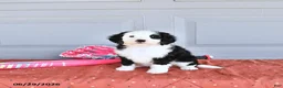 Mixed Breed dogs for sale: Glory - Ad 4