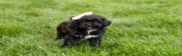 Shihpoo dogs for sale: Irma  - Ad 3