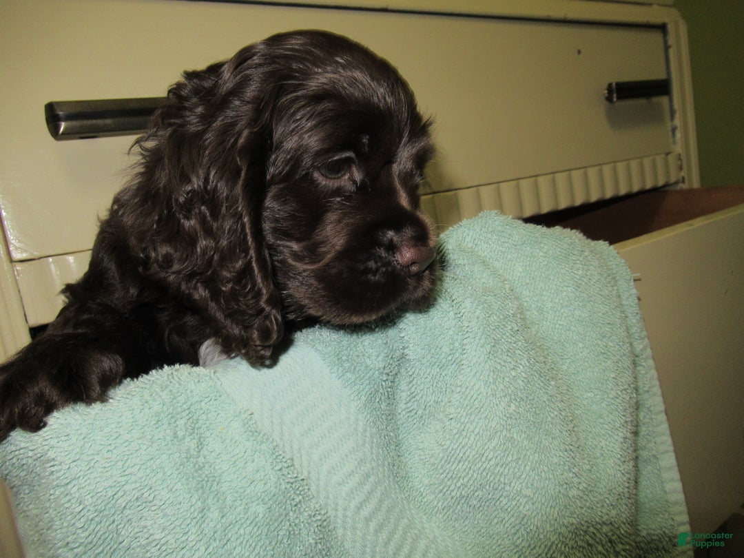 Cocker Spaniel dogs for sale: Bailey - Ad 2