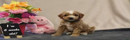 Miniature Poodle dogs for sale: Pixel - Ad 7