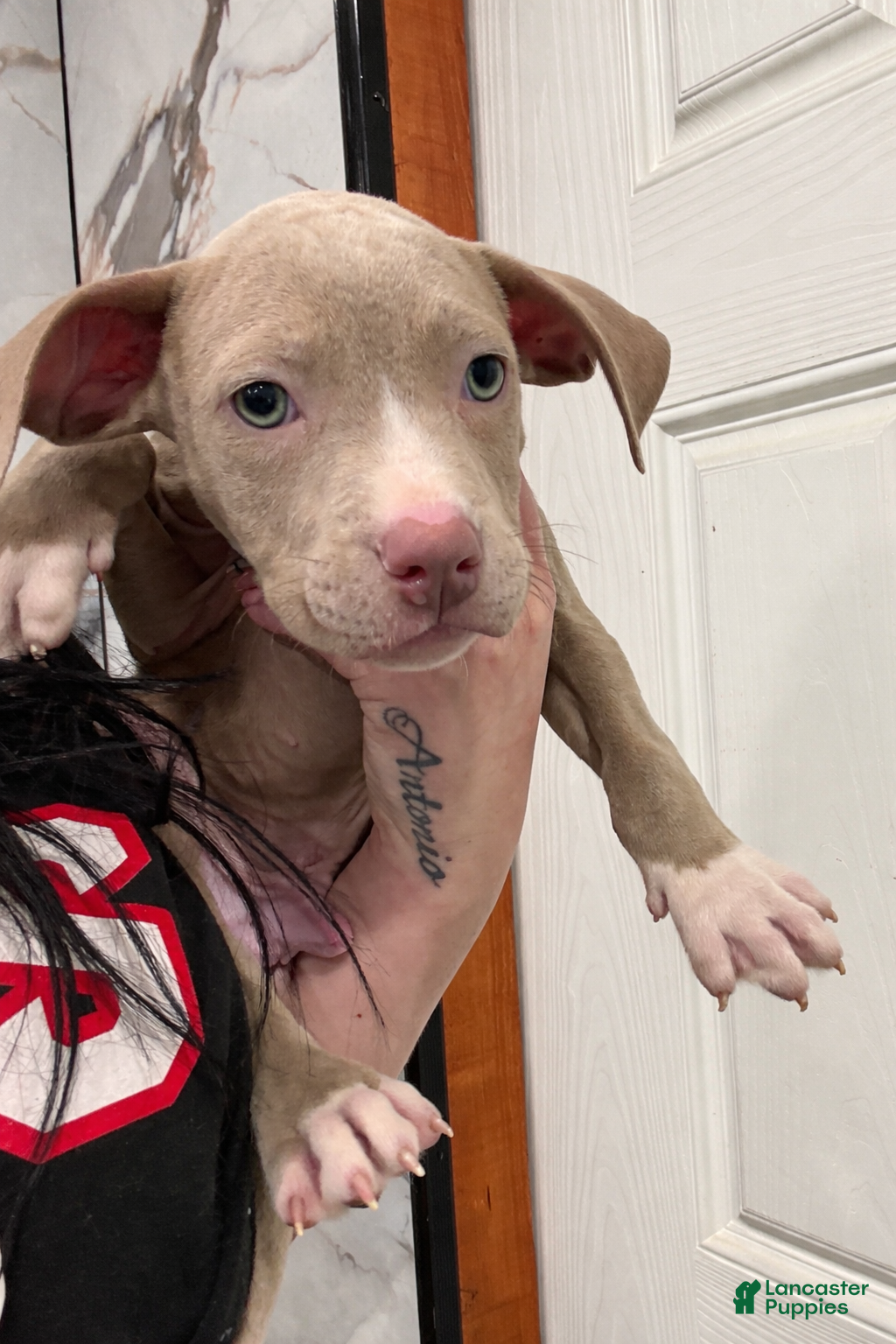 American Pit Bull Terrier dogs Tino - Ad 1