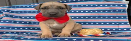 Great Dane dogs for sale: Peter Great Dane  - Ad 3