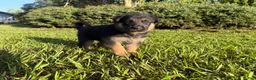 German Shepherd dogs for sale: Daffodil - Ad 5