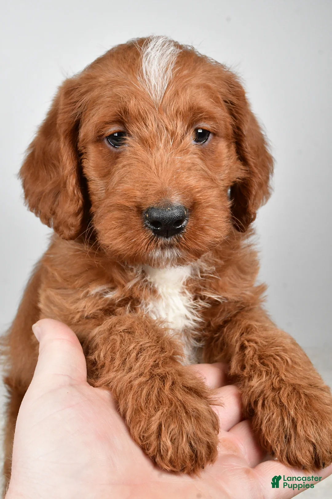 Labradoodle dogs for sale: Nacho - Ad 10