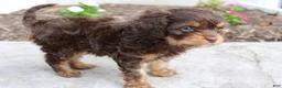 Cavapoo dogs for sale: Forrest - Ad 11