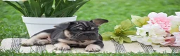 French Bulldog dogs for sale: Vespa - Ad 3