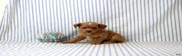 Shihpoo dogs for sale: Peter - Ad 2