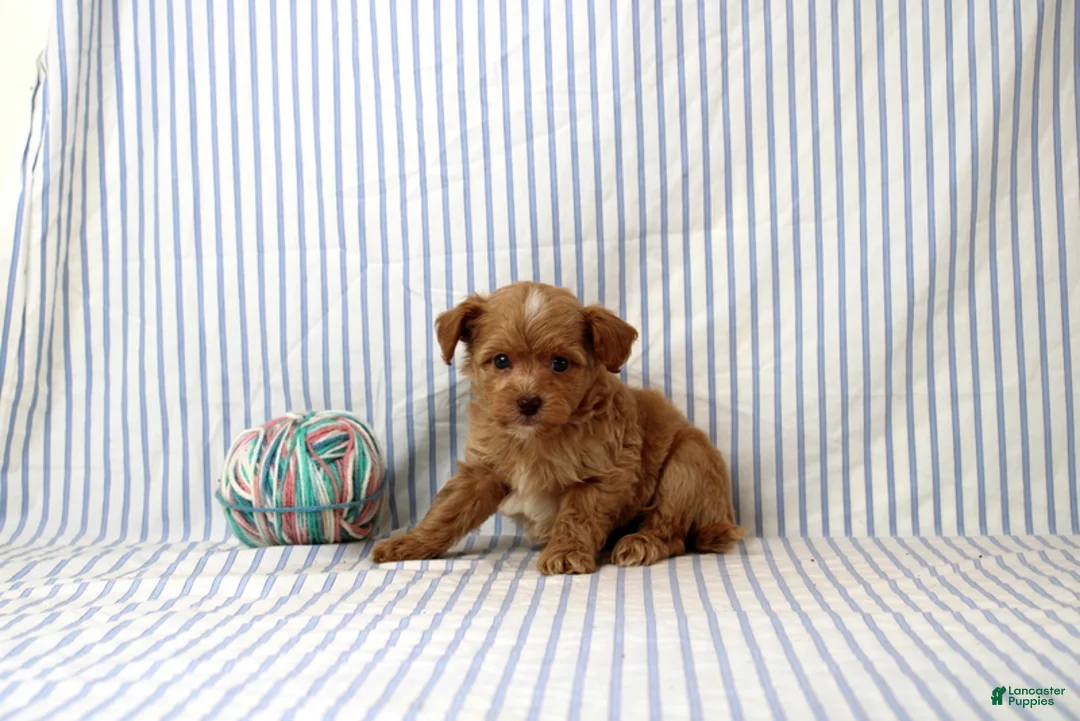 Shihpoo dogs for sale: Peter - Ad 2