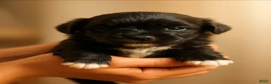 Cookie