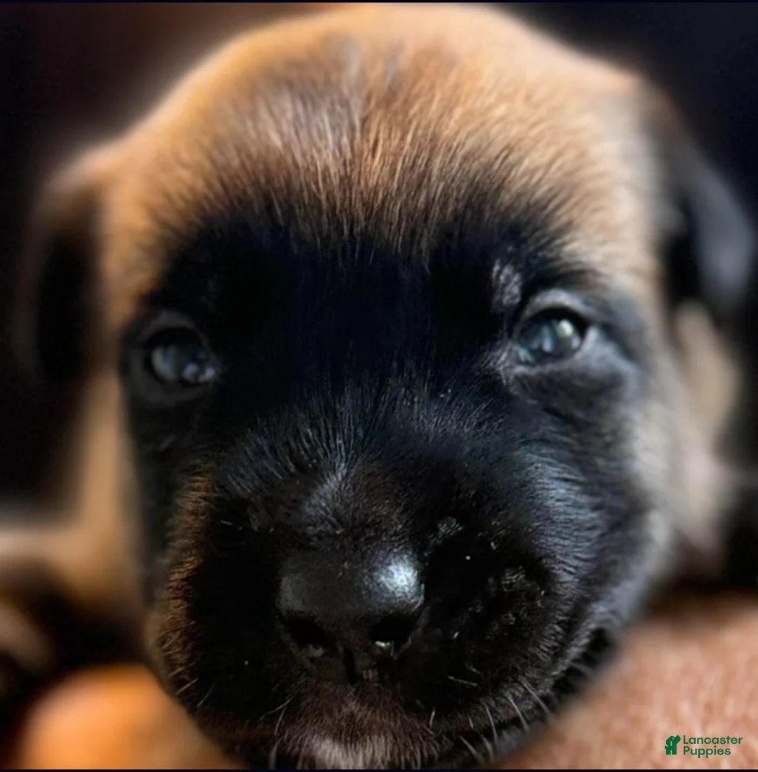 Belgian Malinois dogs for sale: Belgian Malinois Girl 2 - Ad 1