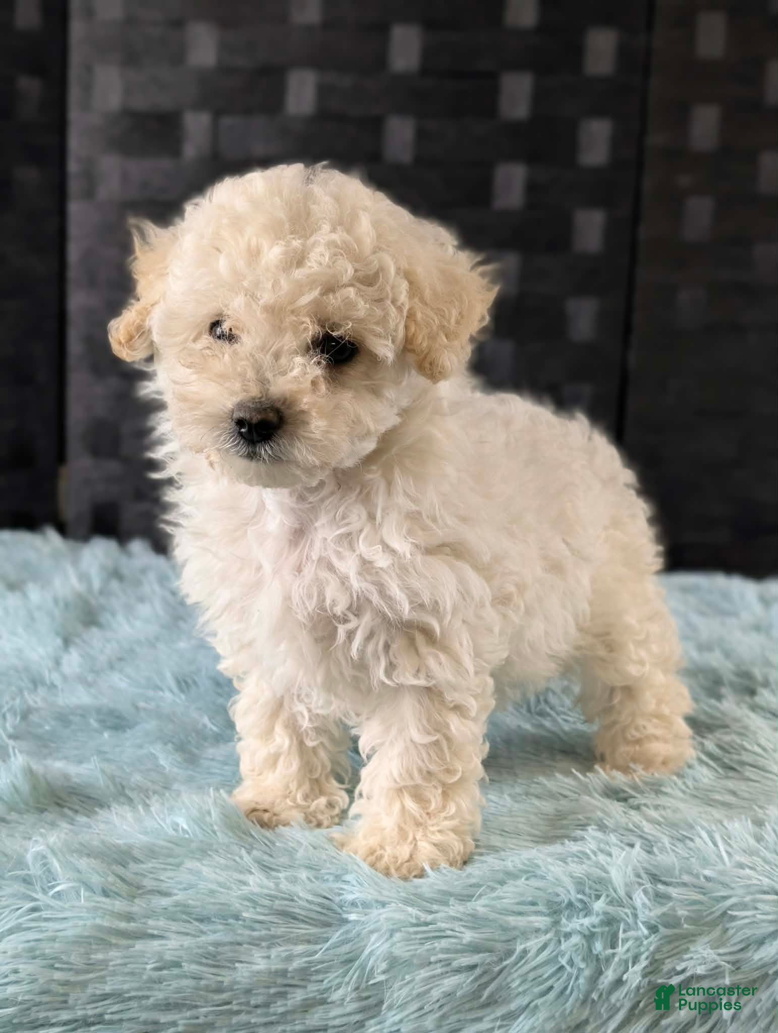 Bichpoo dogs Melanie - Ad 1