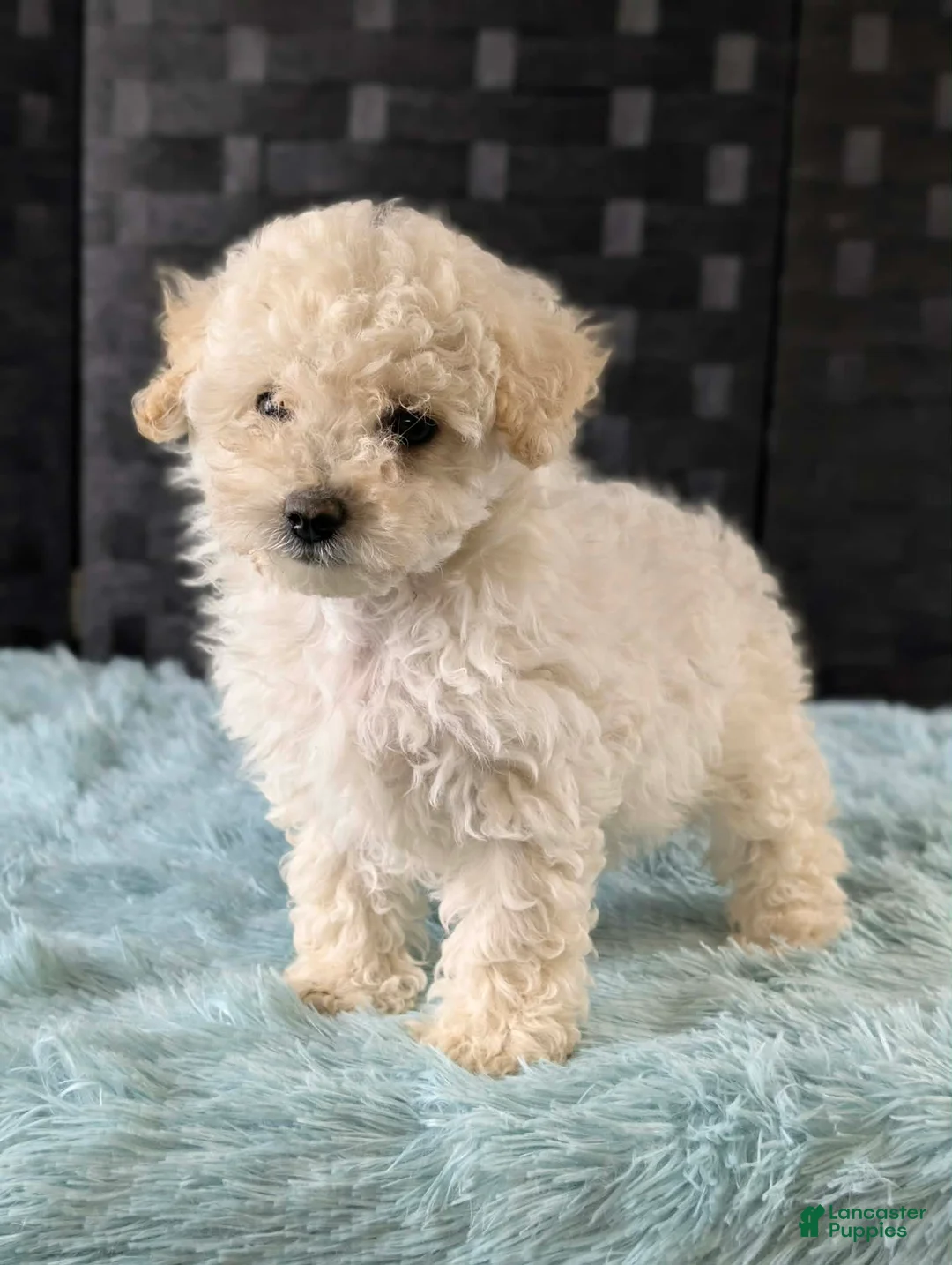 Bichpoo dogs for sale: Melanie - Ad 1