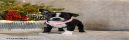 Boston Terrier dogs for sale: Candy - Ad 1