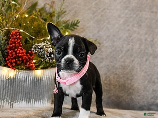 Boston Terrier dogs Candy - Ad 21