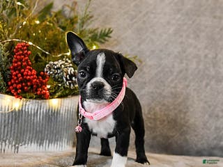 Boston Terrier dogs Candy - Ad 25