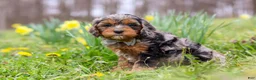 Cavapoo dogs for sale: Dylan - Ad 3