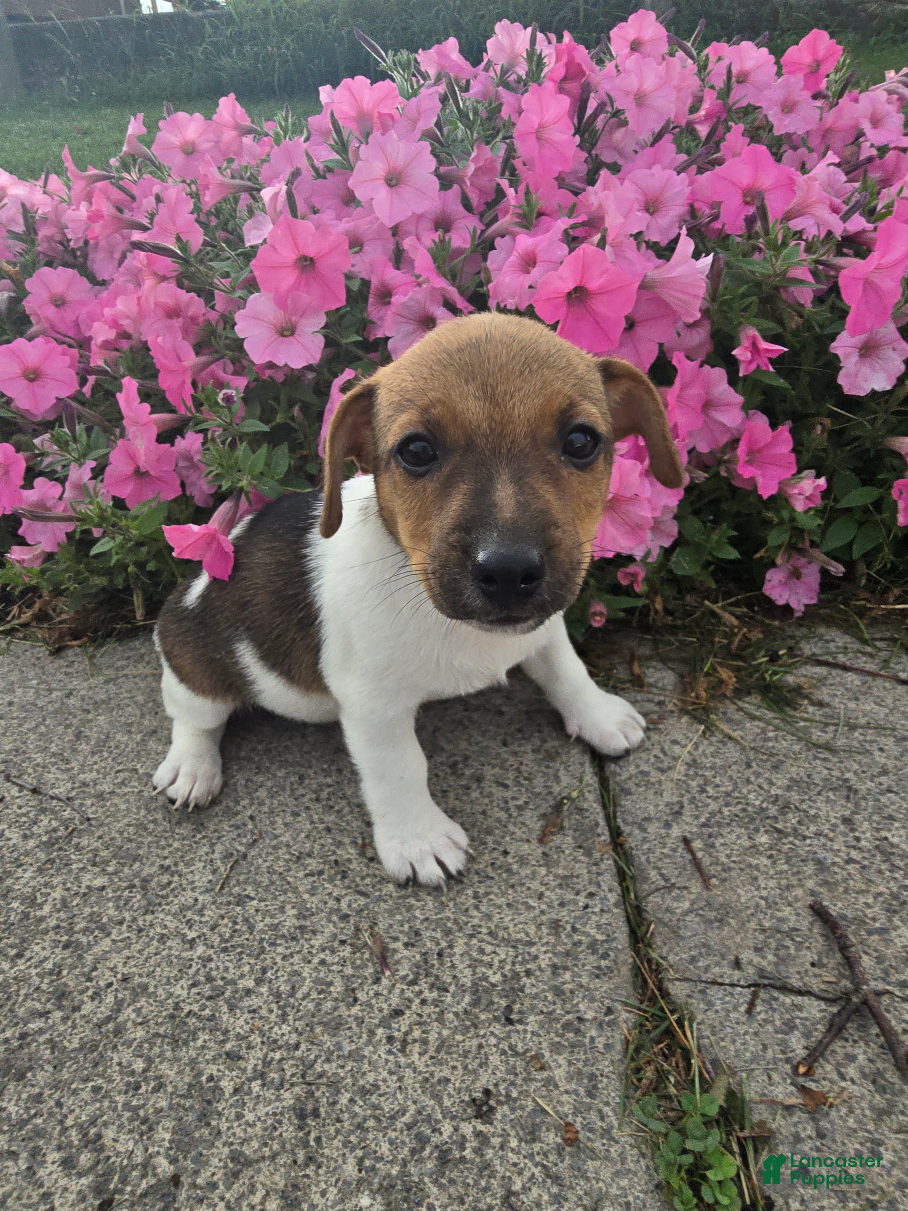 Jack Russell Terrier dogs Trixy - Ad 1