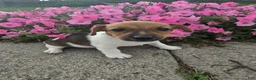 Jack Russell Terrier dogs for sale: Trixy - Ad 1