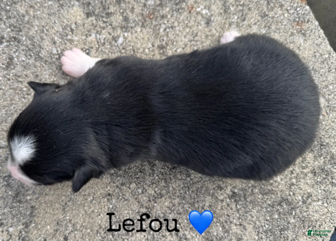 Miniature Australian Shepherd dogs for sale: Lefou - Ad 4