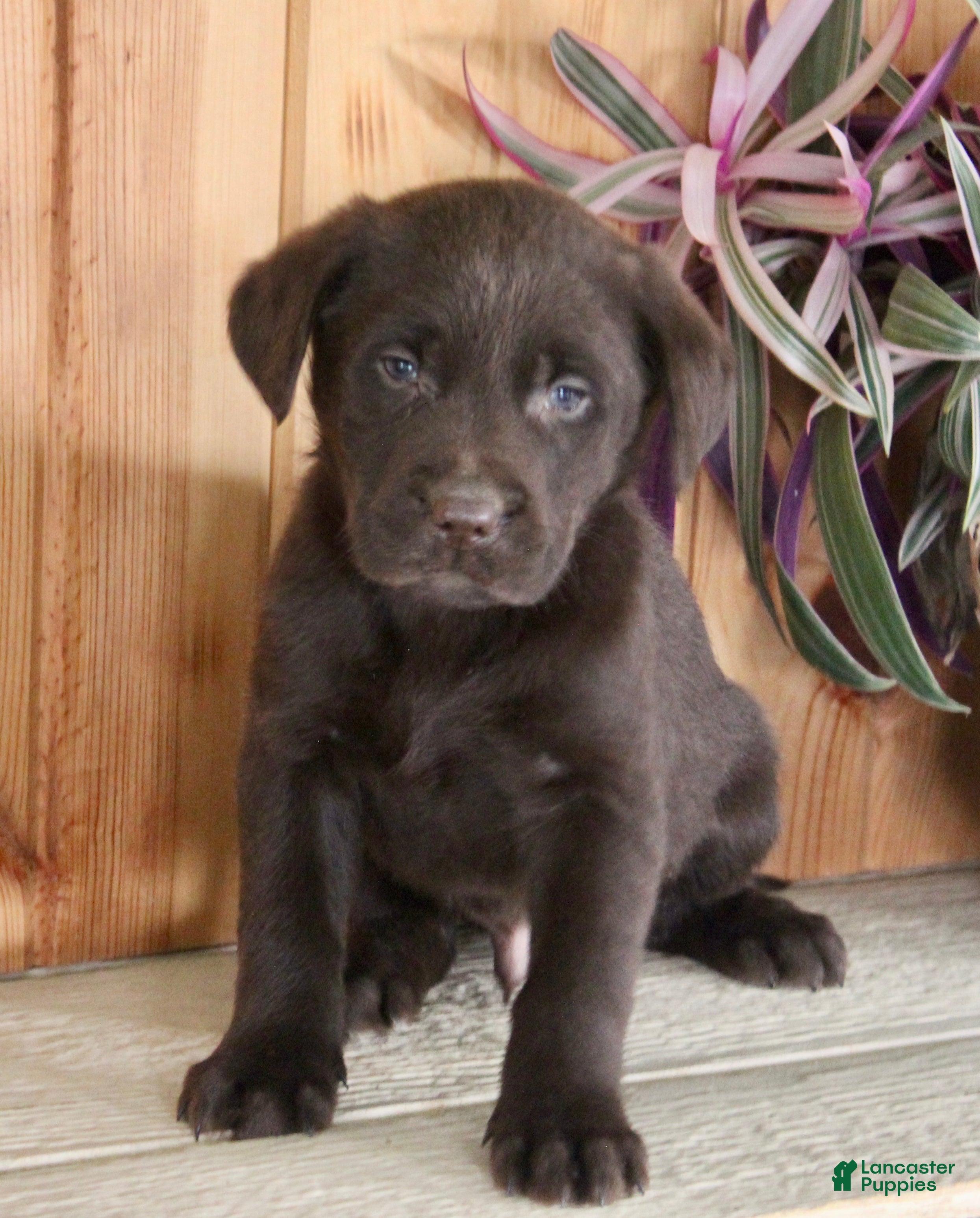 Labrador Retriever dogs Labrador Retriever Puppy 3 - Ad 2