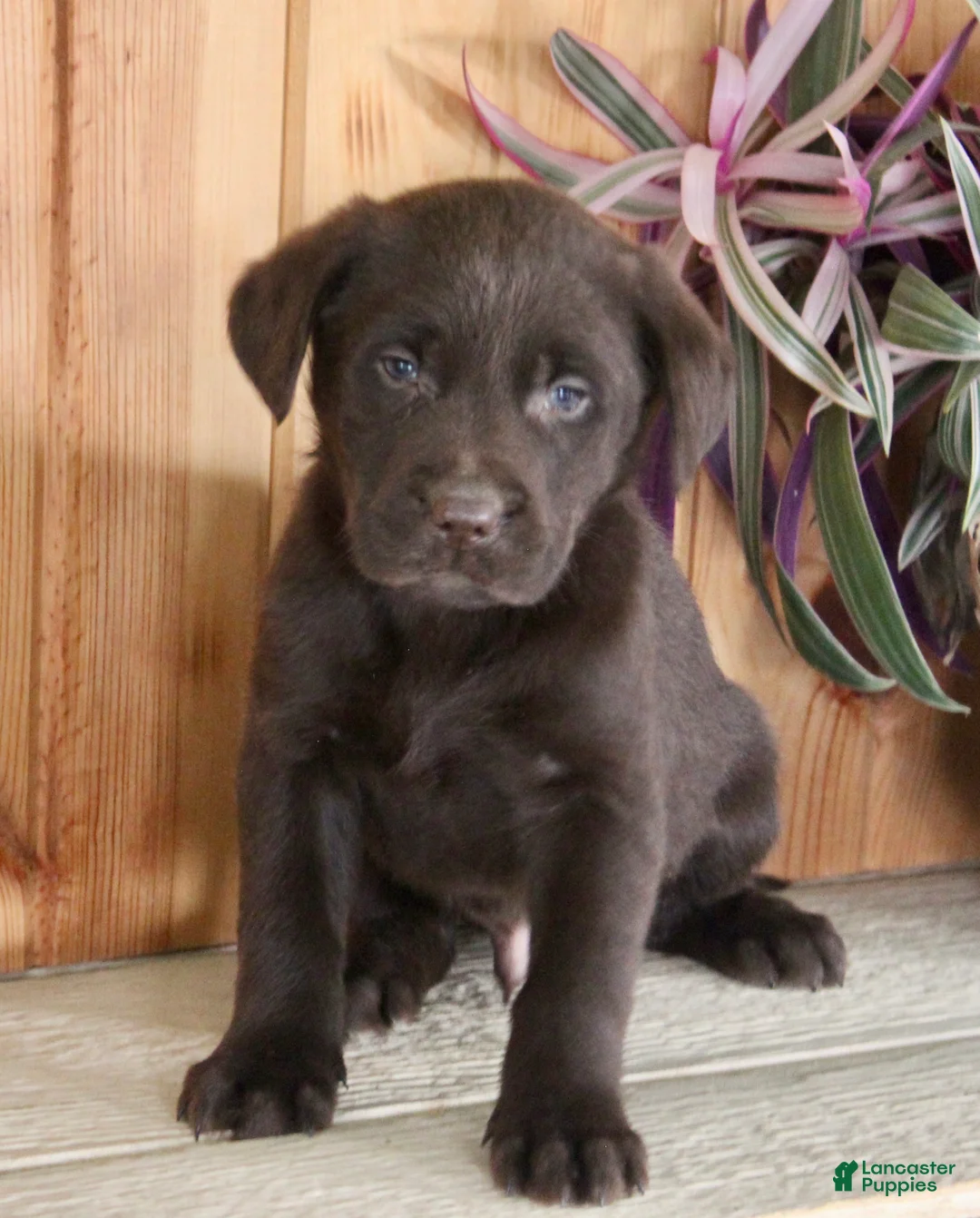 Labrador Retriever dogs for sale: Maxx - Ad 2