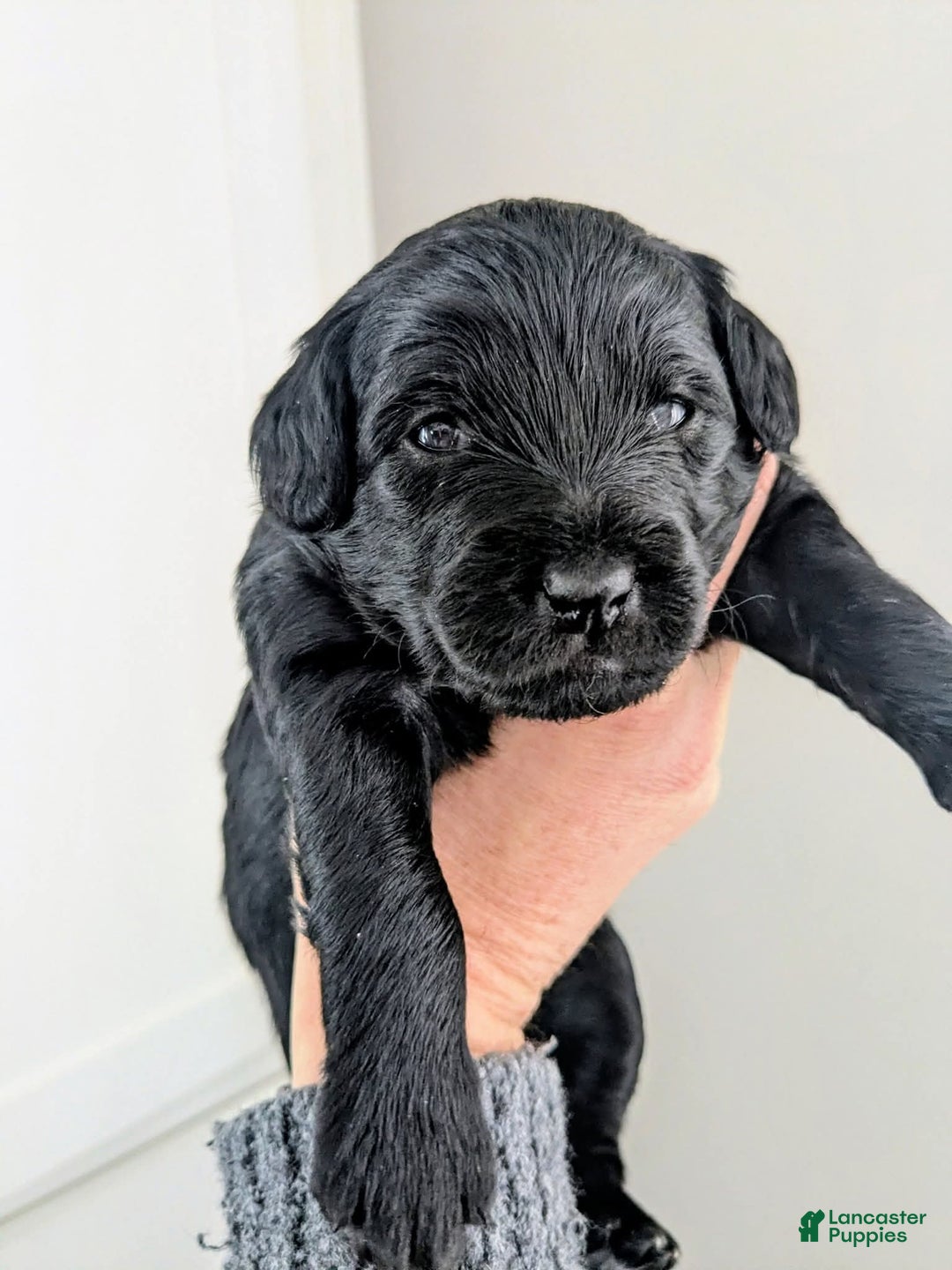 Mixed Breed dogs for sale: Golden Mountain Doodle Puppy 4 - Ad 1