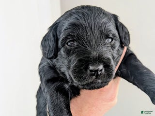 Mixed Breed dogs Golden Mountain Doodle Puppy 4 - Ad 32