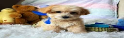 Maltipoo dogs for sale: Peanut - Ad 4