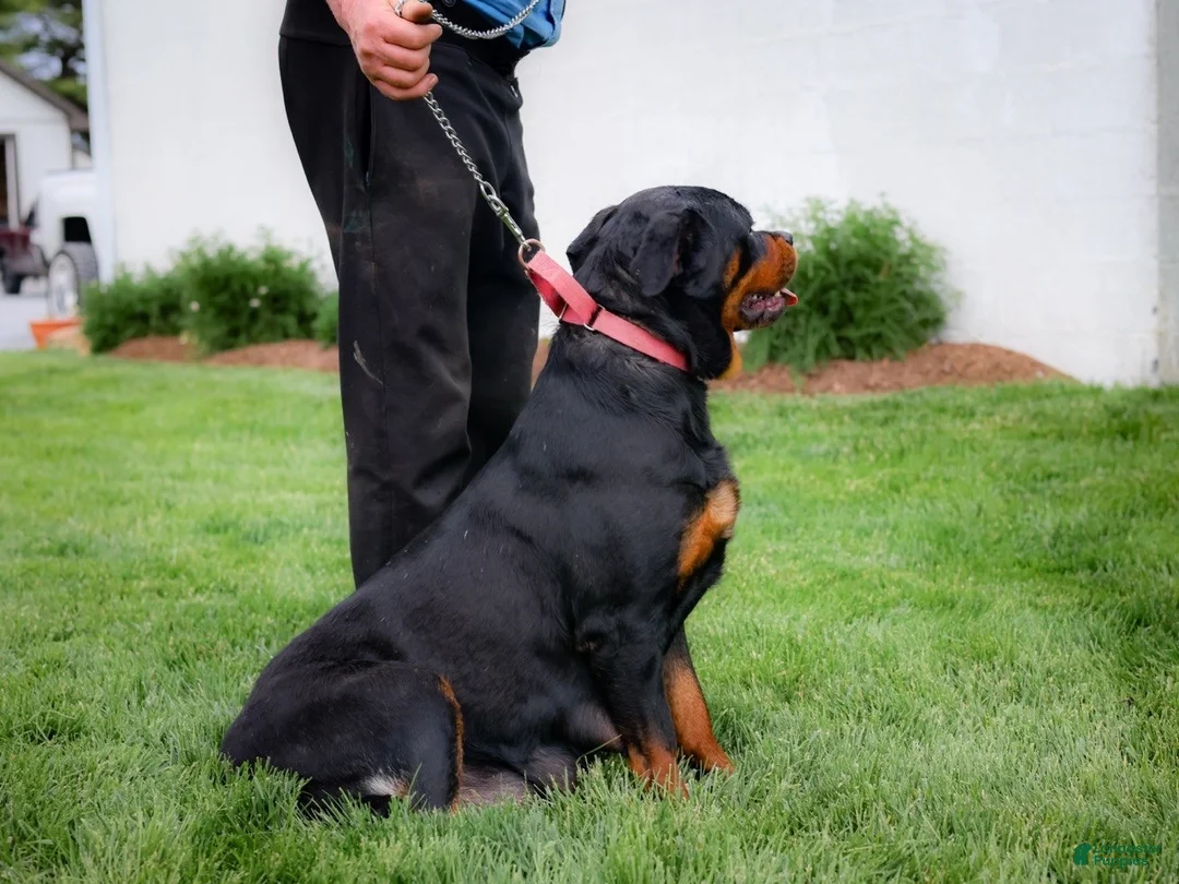 Rottweiler dogs for sale: Stella - Ad 4