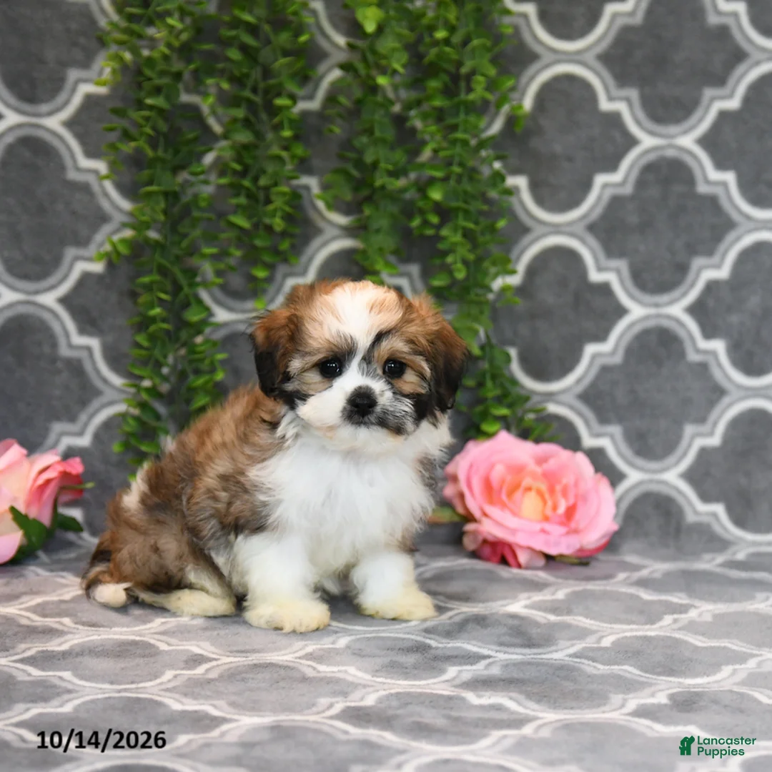 Mixed Breed dogs for sale: Dolly - Ad 5