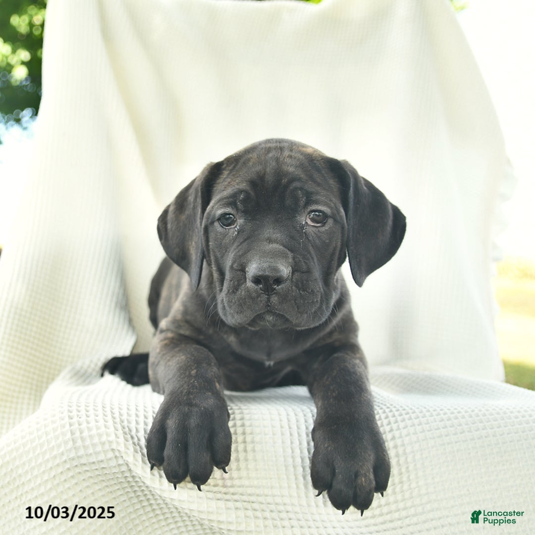Cane Corso dogs for sale: Heather  - Ad 5
