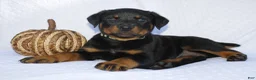 Rottweiler dogs for sale: Bruce  - Ad 5