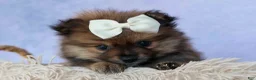 Pomeranian dogs for sale: Flynn  - Ad 7