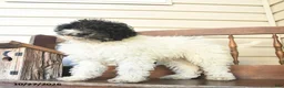 Miniature Labradoodle dogs for sale: Rowan  - Ad 3