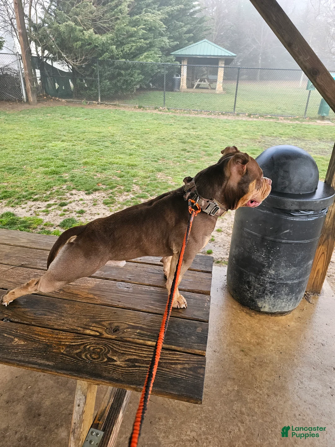 American Bully dogs for stud: Available for STUD!! - Ad 2