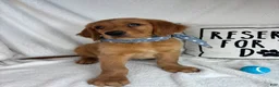Golden Retriever dogs for sale: Gunner - Ad 2